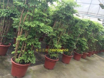 羽叶福禄桐